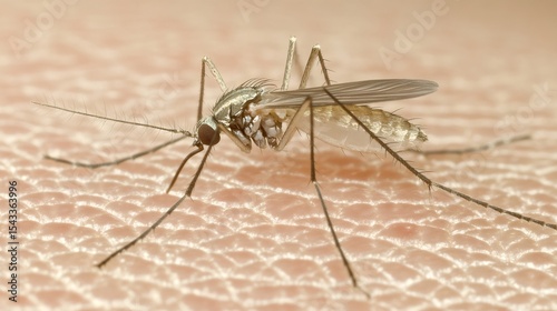 Blood seeking mosquito perched on skin, close up revealing disease carrying vector poised for potential transmission of zika, dengue, malaria