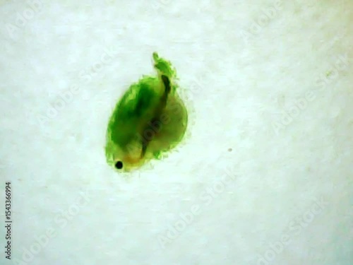 Daphnia on a microscope glass