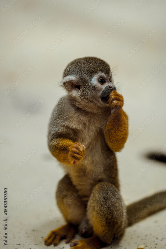 Fototapeta premium Squirrel Monkey having some food 