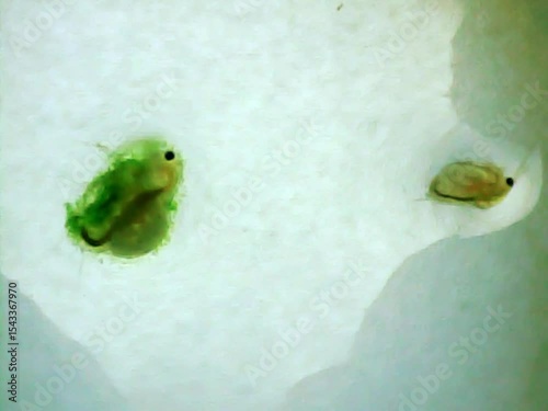 Daphnias on a microscope glass