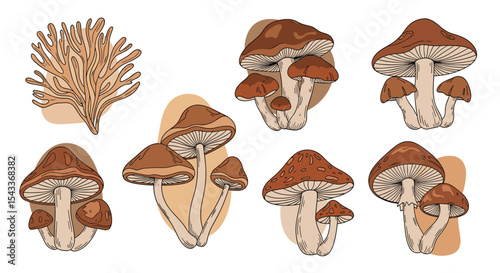 Foraging Wild Edible Mushrooms A Guide To Identification Harvesting and Preparing Natural Foods
