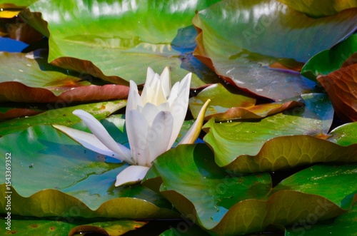 pond with water lily flower