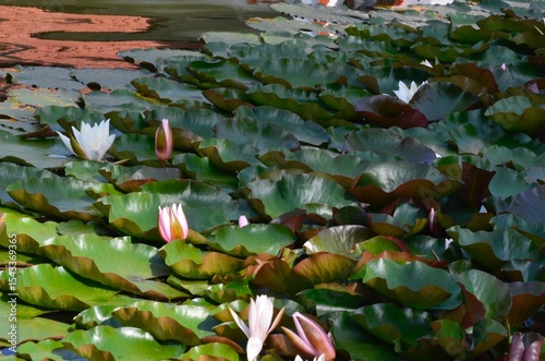 water lily pond