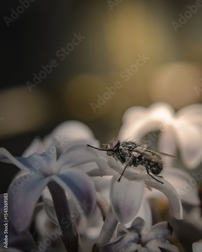Macro Shot of Housefly Resting on Pale Lilac Blossoms in Soft Light