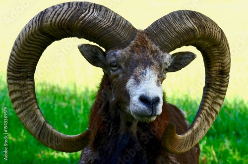 mouflon big horns of a mouflon ram