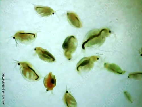 Daphnias on a microscope glass