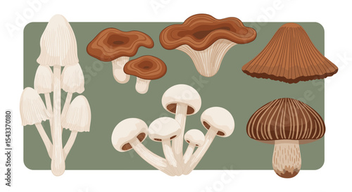 Understanding Different Types of Mushrooms Cultivation Benefits Uses and Health Aspects to Know
