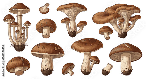 The fascinating world of mushrooms exploring their nutritional values and health benefits today