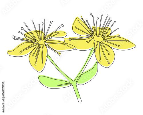 Yellow St. John's Wort flowers drawn in one line style with color. Minimalist herbal vector for botanical design, traditional medicine, packaging, and natural remedies themes.