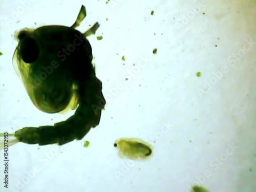 Aquatic inset larva on a microscope glass