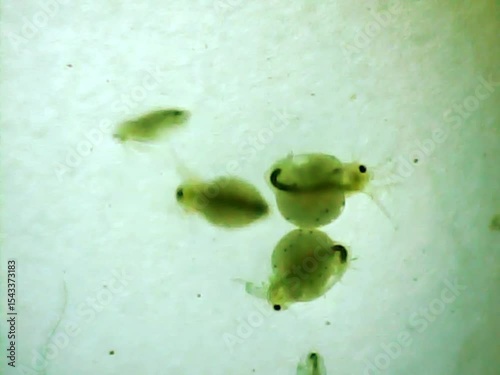 Daphnias on a microscope glass