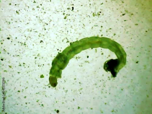 Midge larva on a microscope glass