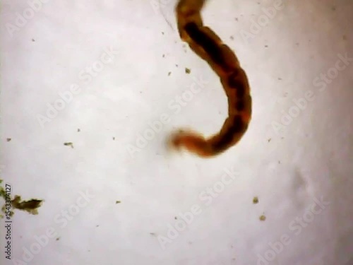 Midge larva on a microscope glass