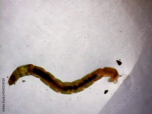 Midge larva on a microscope glass