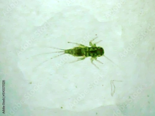 Aquatic inset larva on a microscope glass