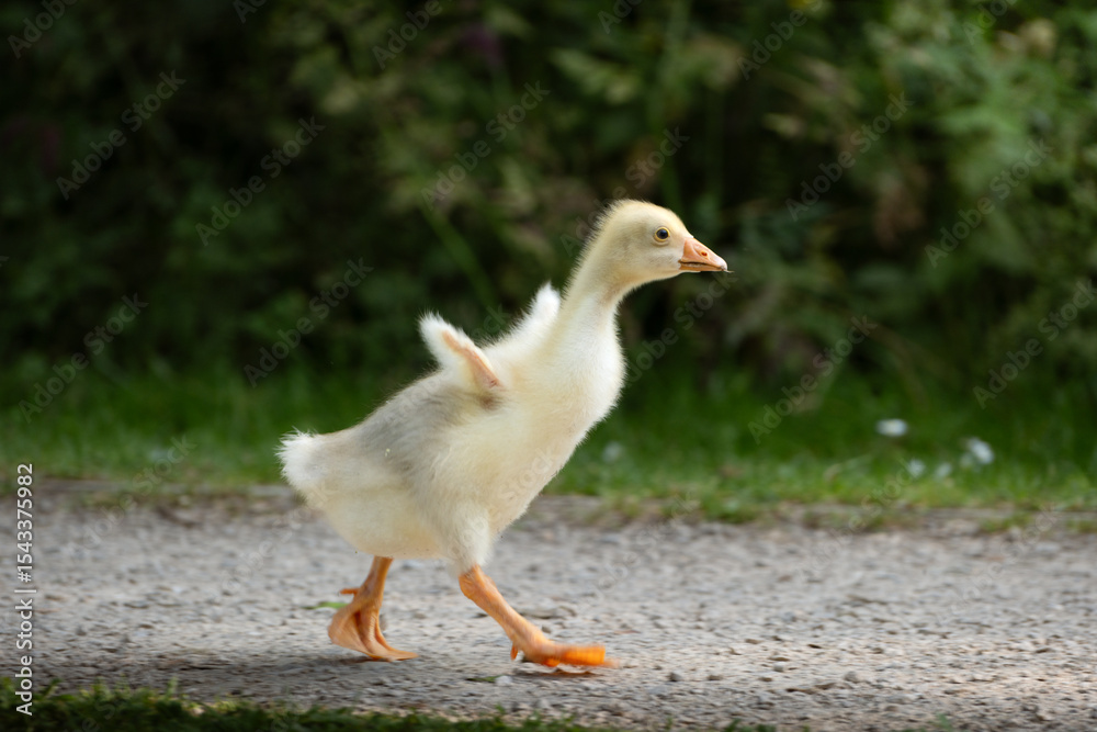 Obraz premium Walking Gosling