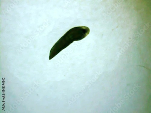 Leech on  a microscope glass