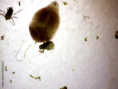 Leech on a microscope glass i water