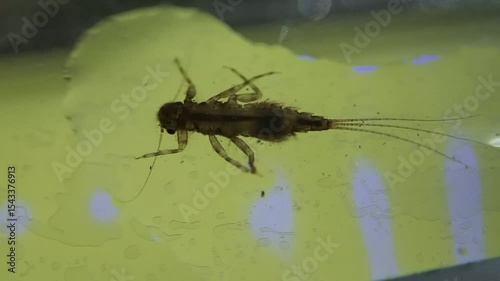 Aquatic inset larva on a microscope glass
