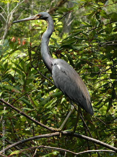 Nature Photography: Elegant Heron Perched in Lush Green Forest

