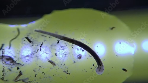 Leech on  a microscope glass