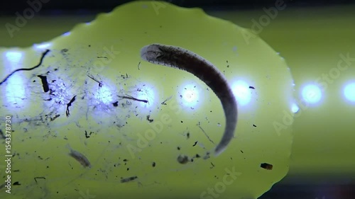 Leech on  a microscope glass