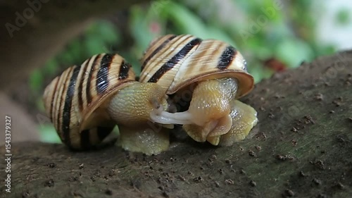 Pair of snails maiting on a three