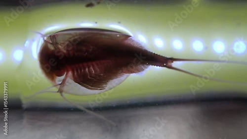 Tadpole shrimp on a microscope glass