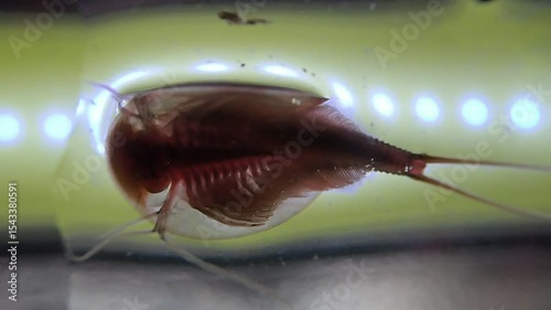 Tadpole shrimp on a microscope glass