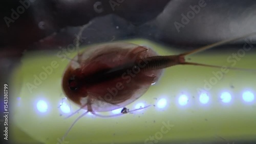 Tadpole shrimp on a microscope glass