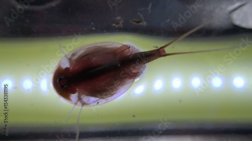 Tadpole shrimp on a microscope glass