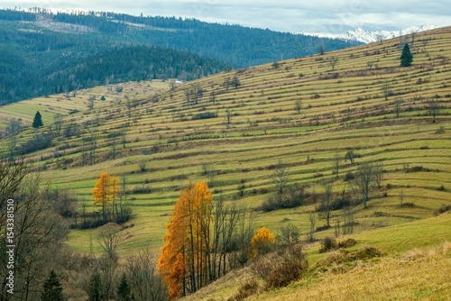 Fototapeta Naklejka Na Ścianę i Meble -  Autumn foothill landscape with terraced fields, trees with fallen leaves, meadows and pastures. Autumn time.