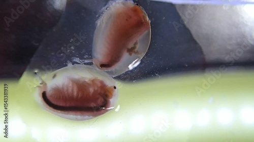 Clam shrimps on a microscope glass