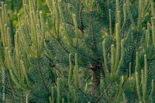 Background of young new pine needles in the spring