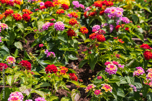 Wallpaper Mural Beautiful flowers of Lantana camara (common lantana) plant Torontodigital.ca