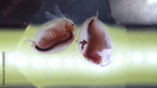 Clam shrimps on a microscope glass