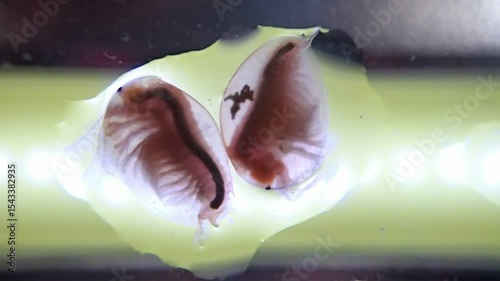 Clam shrimps on a microscope glass