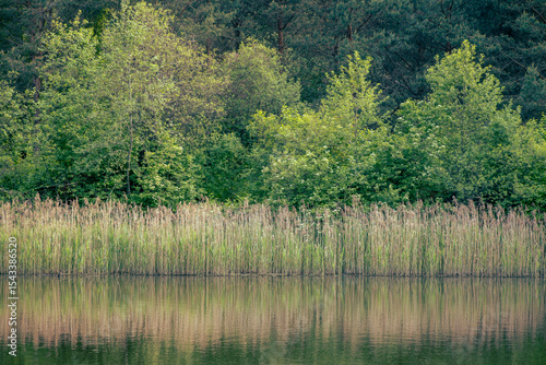 Fotografie small calm lake with deciduous forest and  reeds on the shore