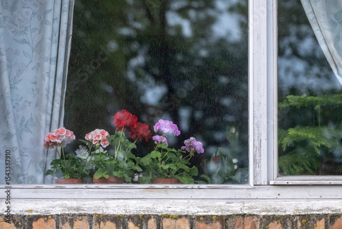 Sunny windows with colorful flowers on it. Flowers on the windowsill