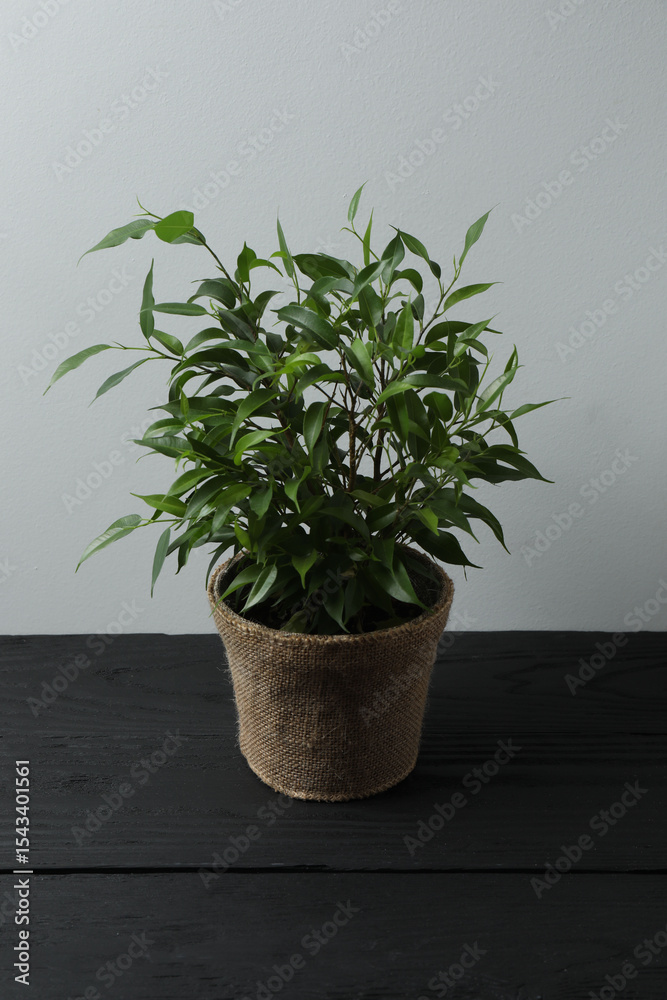 Fototapeta premium house flower in a pot on a wooden table
