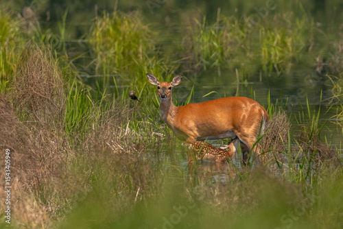 Whitetail Doe nurses her fawn in the marsh photo