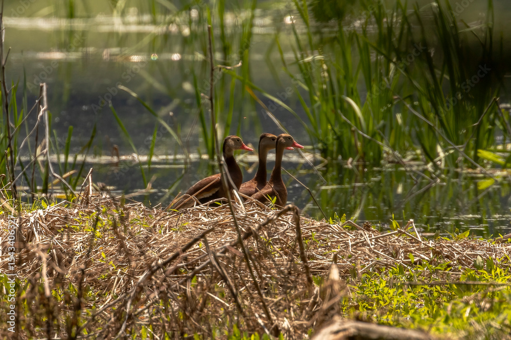 Obraz premium Black-bellied Whistling Ducks along the edge of the marsh