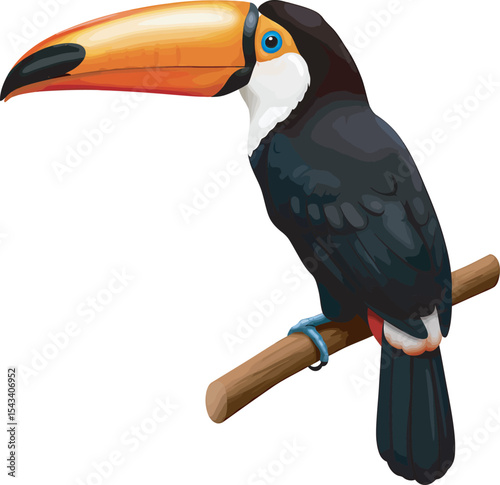 Colorful Toucan Bird Clip Art  vector and Illustration white color background
