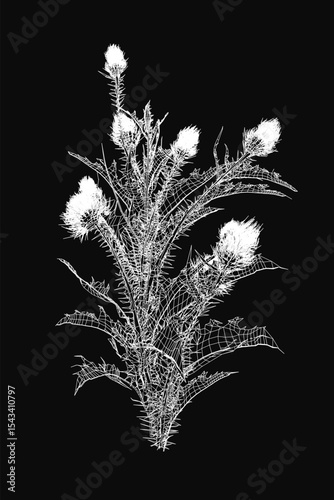 Thistle plant with delicate white flowers illustrated in black and white, standing out against a dark background. The detailed botanical drawing highlights the intricate textures of the petals and.