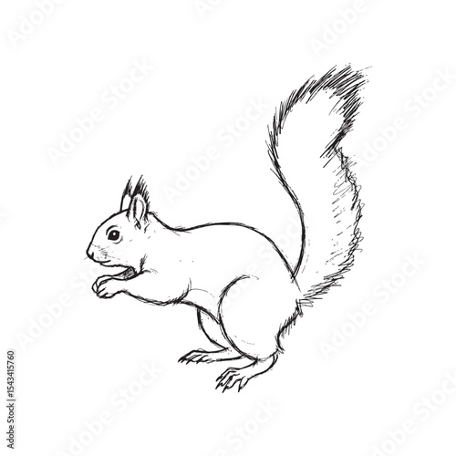 Cute red squirrel with fluffy tail eating a nut in nature