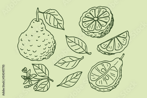 Bergamot fruit and leaves naive hand drawn vector illustration set