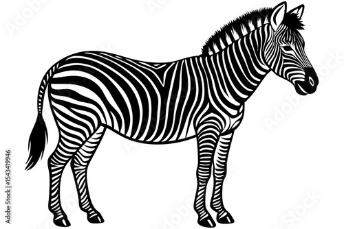 zebra vector illustration
