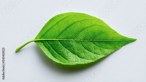 Isolated green leaf close up photo fresh foliage single leaf plant nature photography botanical detail macro