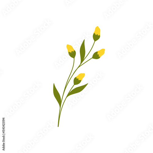 Illustration of yellow canola flower decoration. Minimalist flower illustration. Yellow flower illustration