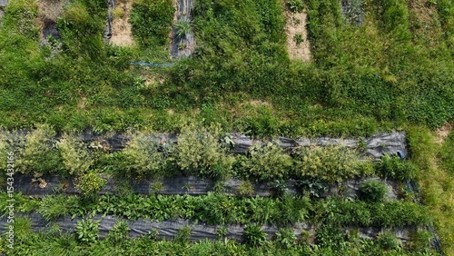Obraz na płótnie Aerial view revealing verdant vegetable rows growing through black plastic mulch